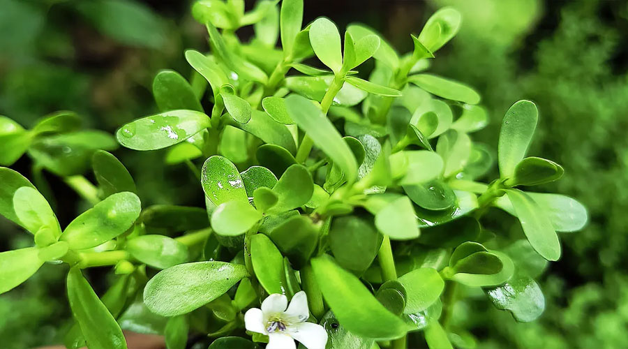 Brahmi – the magic nutrient for your brain